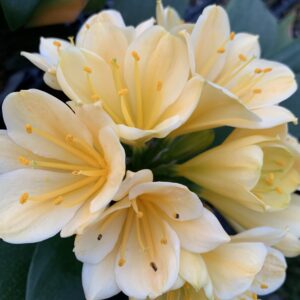 Clivia Miniata yellow/ white Hybrid