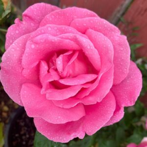 Rose Bush 'Damask'