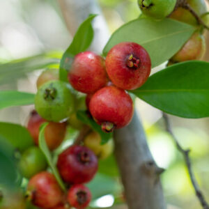 Strawberry Guava Tree