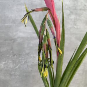 Bilbergia Nuten Queens Tears