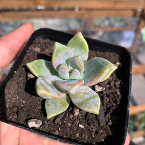 Graptopetalum Paraguayans Succulent 3" Pot