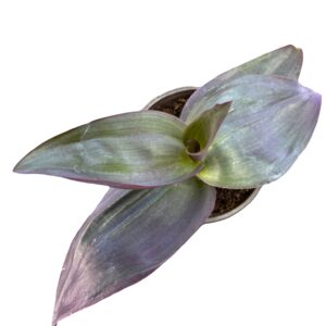 Tradescantia  Pallida ‘Kartuz Giant’