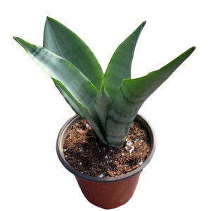 Sansevieria trifesciata 'Moonshine'