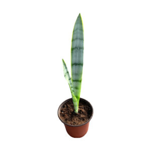 Sansevieria trifasciata ‘Silver Laurentii’