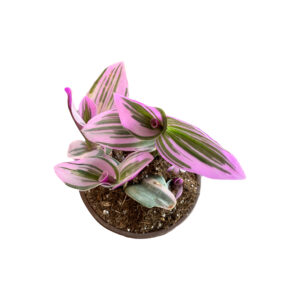 Tradescantia  ‘nanouk’