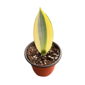 Sansevieria Trifesciata Ghost