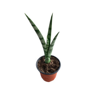 Sansevieria sp Athi River Kenya type 2