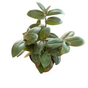 Tradescantia chrysophylla 'Baby Bunny Bellies'