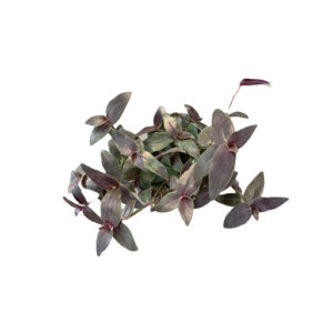 Tradescantia 'Jose Puig'