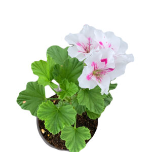 Geranium regal ‘Elegance royalty white'