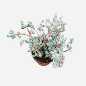 Trailing Ice Plant | Pink Vygie