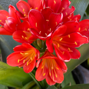 Clivia Miniata Orange/ Red Hybrid