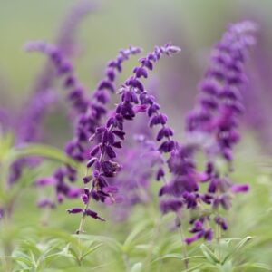 Salvia Mexican Sage