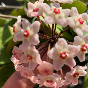 Hoya Carnosa Light Splash Light Pink Flowers