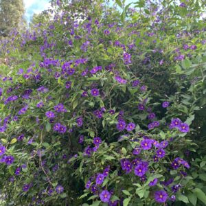 Lycianthes rantonnetii 'Paraguay nightshade'