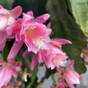 Epiphyllum Orchid Cactus Rare German Empress Pink and White Flowers