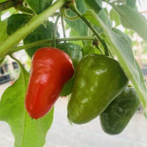 Aji manzano Rocoto Largo Peruvian Pepper