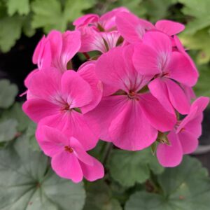 Geranium ‘Bright Pink' Flowers