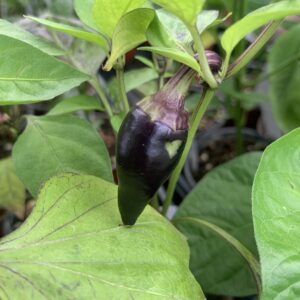 Purple Tiger Jalapeno Pepper Plant