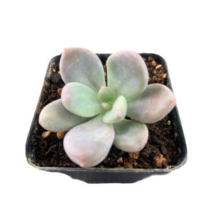 Pachyphytum Graptoveria ‘Snow Peach’