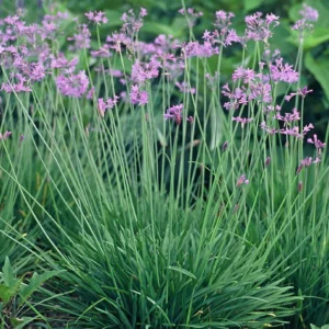 Society Garlic Purple Flowers