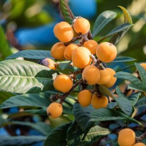 Loquat Tree