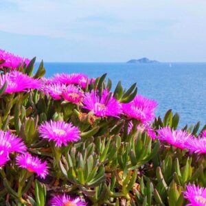 Carpobrotus Acinaciformis - Purple Flowers