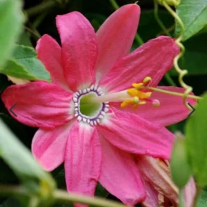 Passiflora Mollissima 'Bannana Passion Fruit'