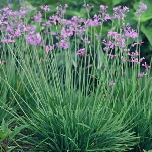 Society Garlic |  Live Plant | 1 bulb with lots of roots | Dark Purple Flowers Plants