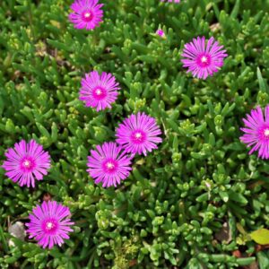 Lampranthus spectabilis | Trailing Ice Plant | Bright Purple Flowers | Delosperma - live plant Plants