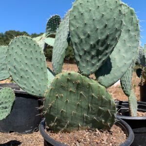 Opuntia joconostle | Edible fruit | Xoconostle Cacti | Various Sizes | succulent - live plant Plants