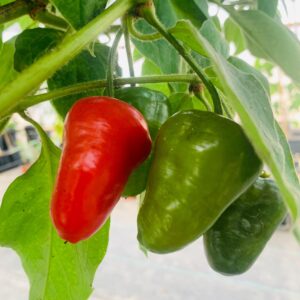 Aji Manzano Rocoto Largo Peruvian Pepper Plant | Live Plant | Herb | Spicy Pepper | Gift Ideas | Various Sizes Available Plants
