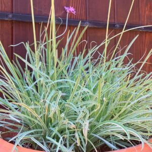 Society Garlic Variegated white pink |  single bulb division |  Live Plant | Gift Ideas | Purple Flowers Plants