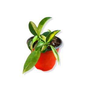 Hoya Carnosa Krimson Princess narrow thin leaves Light Pink Flowers Starter Plant 4” pot - Live Plant Plants