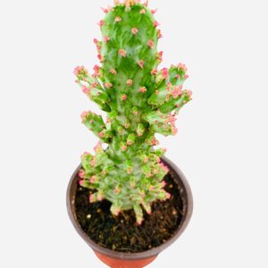 Opuntia monacantha variegata - Highly Variegated Joseph's Coat 4” pot | succulent - live plant Plants