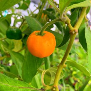 Yellow Manzano Pepper Plant | Spicy Fruit | Various Sizes Available | Gift Ideas - Live Plant