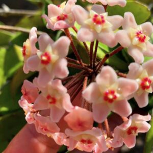 Hoya Carnosa | Light Pink Flowers | Vining Plant Climbing | Gift Ideas - Live Plant