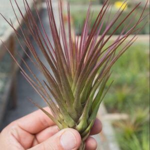 Tricolor v. Melanocrater | Air Plant | Pink Flower | 1 Pup or Flowering Size | Gift Ideas - Live Plant Plants