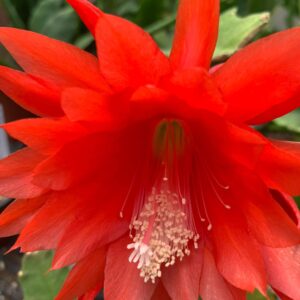 Epiphyllum Orchid Cactus Rare rooted |  ackermannii | Red Flowers Flower Various Sizes - Live Plant Plants