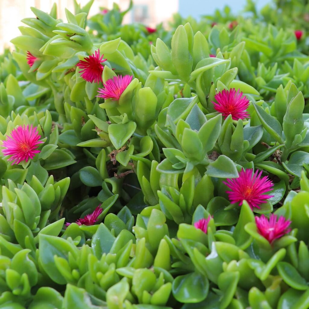 Baby Sun Rose Succulent single pots and multi pack | Aptenia Cordifolia Trailing Ice Plant | Hot Pink Flowering Ground Cover | Gift Ideas