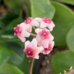 Hoya Obovata Vining Climbing Big Leafs Exotic Tropical Jungle purple and white Flowers Succulant 4” pot - Live Plant