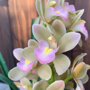 Cym. Orchid Sarah Jean ‘Sakura’mature blooming Sizes Extremely Rare Orchid Exotic Flowering Pink Green - Live Plant