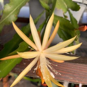 Epiphyllum Orchid Cactus Rare rooted pot choose size |  'Frühlingsgold' (Spring Gold) | yellow and White Flowers - Live Plant Plant