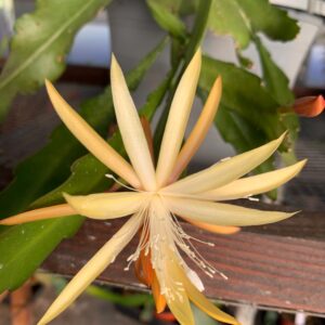 Epiphyllum Orchid Cactus Rare rooted pot choose size |  'Frühlingsgold' (Spring Gold) | yellow and White Flowers - Live Plant Plant