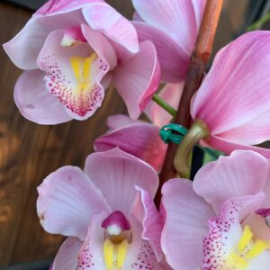 Cym. Elle Ronis Ruby Extremely Rare Various Sizes Rare Orchid Exotic Pink Flowering sizes collectors - Live Plant