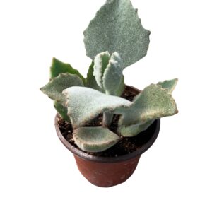 Kalanchoe Beharensis Fang | fuzzy plant | Succulent | Gift Ideas | house plant | Various Sizes | live plant Plants