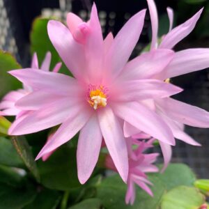 Light Pink Easter Cactus choose size | Rhipsalidopsis rosea  | Pink Flowers - Live Plant Plants