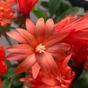 Orange Easter Cactus choose size | Rhipsalidopsis rosea  | Orange Flowers - Live Plant Plants