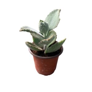 Kalanchoe Beharensis 'Fang' | Rare Velvet Succulent | Exotic Houseplant | Unique Living Decor